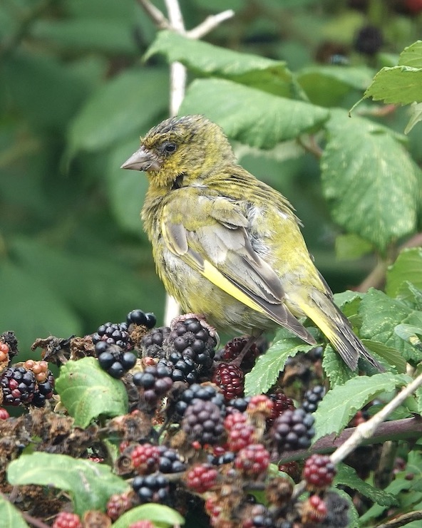 greenfinch